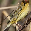 Bobolink